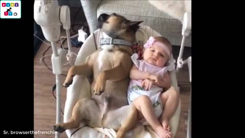 Cute dog - The dog's reaction to the baby for the first time is super funy