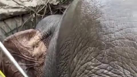 The love of a mother elephant