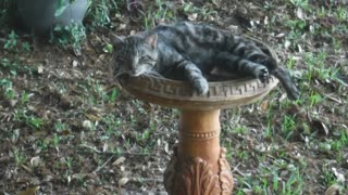 Cute Barn Cat Thinks Bird Bath Is His Bed