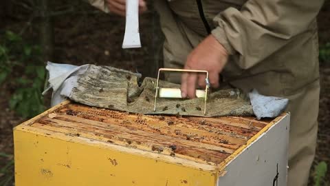 Beekeeper pulling frame from the hive