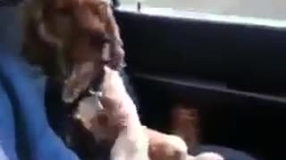 Dog holds hand in car