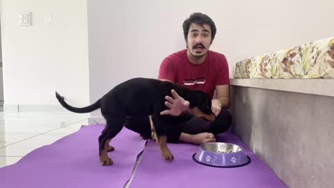 TRAIN YOUR DOG FOOD DISCIPLINE TRANING ACADEMY