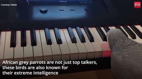 African grey parrot plays tune on piano