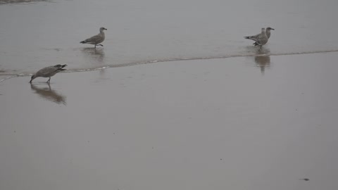 Birds In Sunderlan beach UK