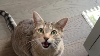 Lola the hungry cat talks to pet sitter