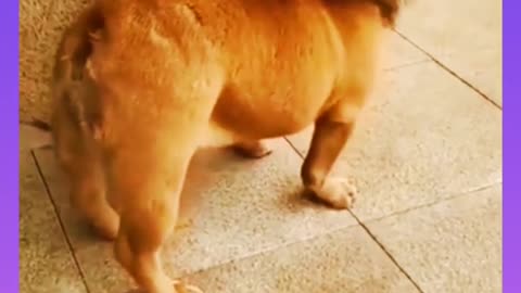 funny video dog and lion