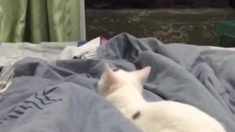 Funny kitten video's