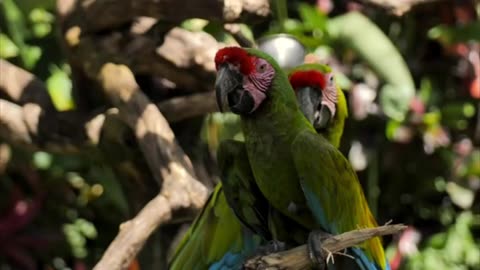 Parrots on a branch in a nature reserve!