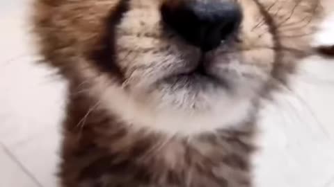 Checking in with cheetah cub Rozi!