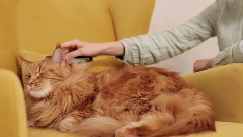 cat-feline-whiskers-grooming-relaxing