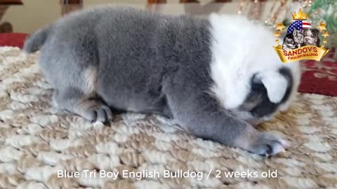 Cute Puppy Bulldog 2 semanas de edad / Blue Tri Boy English Bulldog