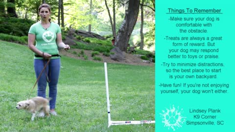 Train your dog to Jump Hurdles - Critter Boutique Training Moment