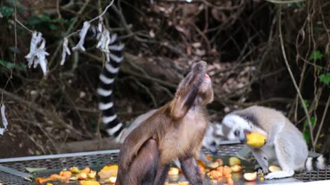 friendship of different types of monkeys