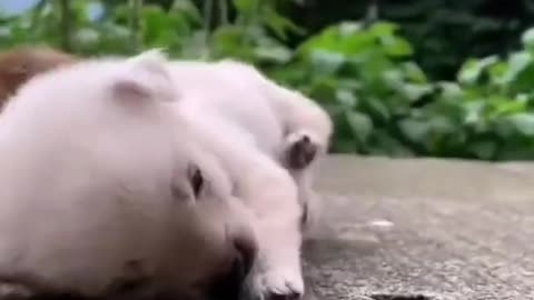 puppy status | Cute puppy whatsapp status video #shorts