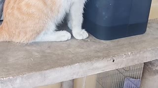 Cat drinking on a water fountain