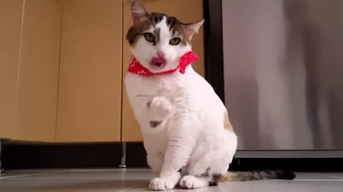 Cat | are you pet lover ? #shorts #viral #petanimal