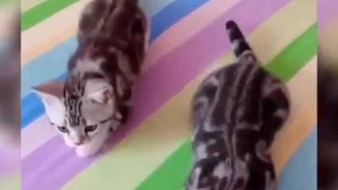 HOLD YOUR LAUGHTER 🐱 the funniest cat video makes you laugh out loud until your stomach hurts 🤣😂