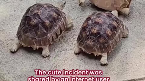 Flipped tortoise gets help from peers to get back on its feet