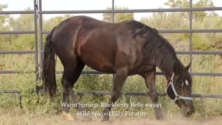 2020 Wild Spayed Filly Futurity/ Warm Springs Blackberry Bell # 4941