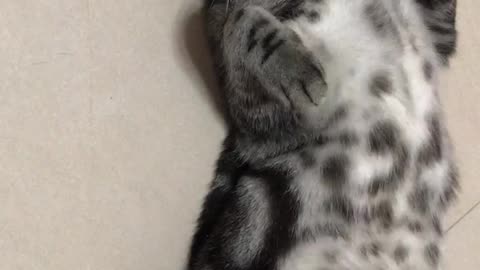 My kitty umjee loves sleeping like a tiny human