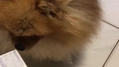 Pomeranian thinks any noise means food