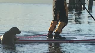 Seal Catches a Ride