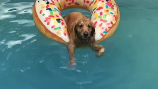 Golden Retriever on donut floatie doggy paddles in pool