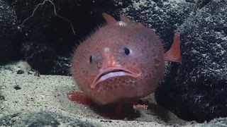 Ocean exploration discovers bizarre looking creature