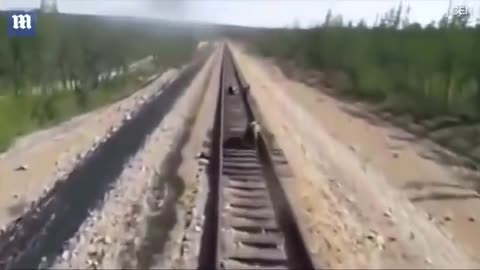 Heartbreaking moment mother bear is run over and killed by train while saving..