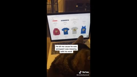 Funny Cat Videos