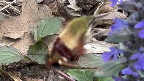 Humming Bird Moth