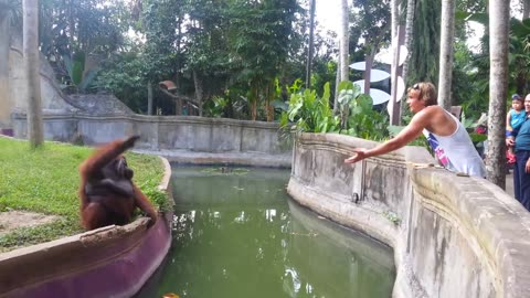 Clever Orangutan Makes a Fair Trade With Human(1080p