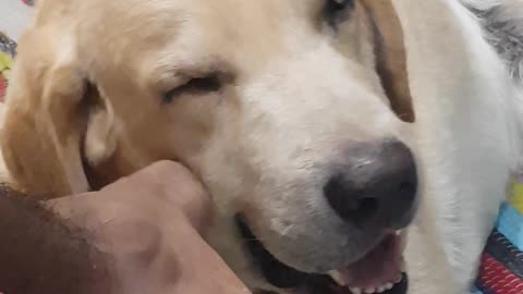 Labrador loves the scratch from the owner.