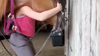 Horse takes bit for the first time