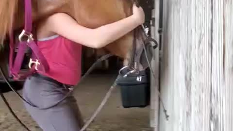 Horse takes bit for the first time