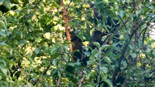 Bear in apple tree with Elk