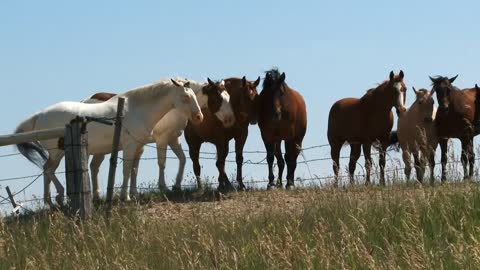 Seven Horse Team On Grassy Hillside