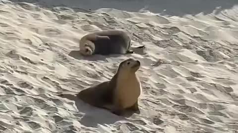 Rolling Seals, Cute and funny!