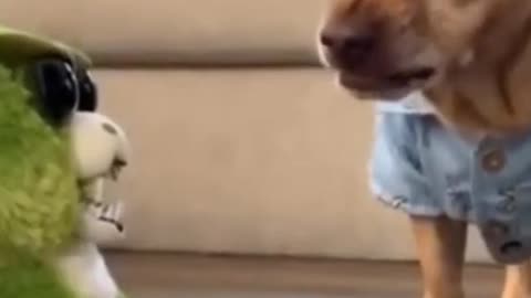 Cute and Funny Dog Video| You May Like this Video.