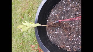 Evening Conversation with a Antonovka Apple Tree Seedling Root System 9 18 2019