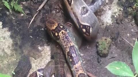 A giant python hunts a large lizard, which is the best reality to eat.I'm in shock.