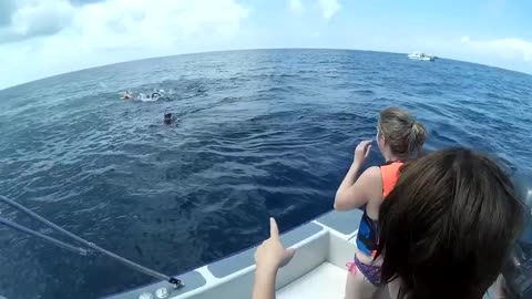 Whale Shark Tail to the FACE!