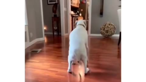 Funny dog knows Moon Walk