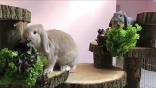 Rabbits Eat Food on Their own wooden House.