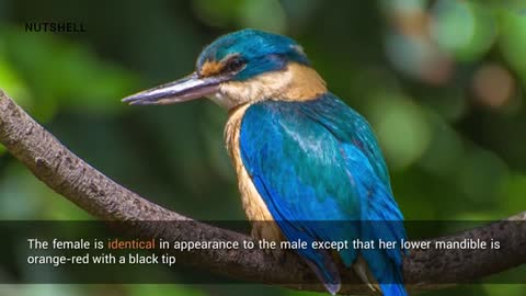 Kingfisher Facts | English Facts