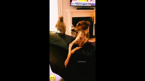 Funniest _Animal video 🤣cats and dogs funniest video 🐶😺#part 3