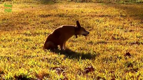 Funny Dogs Butt Scooting