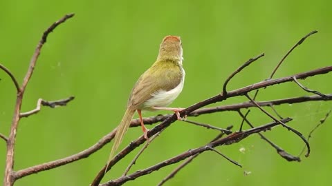 birds singing in nature