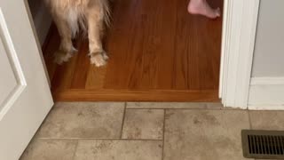 Golden Retriever Traps and Pulls Son
