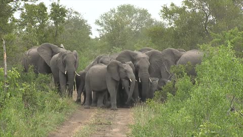 Wild Elephants Protect Young from Wild Dogs
